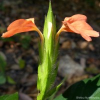 Crossandra infundibuliformis subsp. arida L.H.Cramer